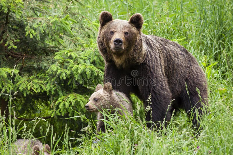 Protective brown bear mother guarding her cub in tall green grass by spruce tree
