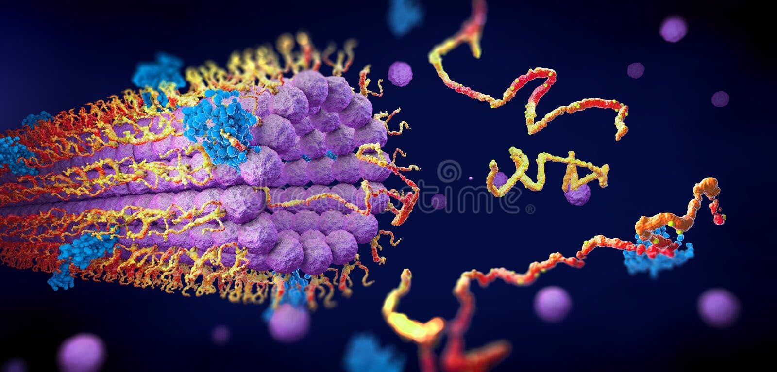 Protein enzymes fold into their structure to fulfill their function vector illustration