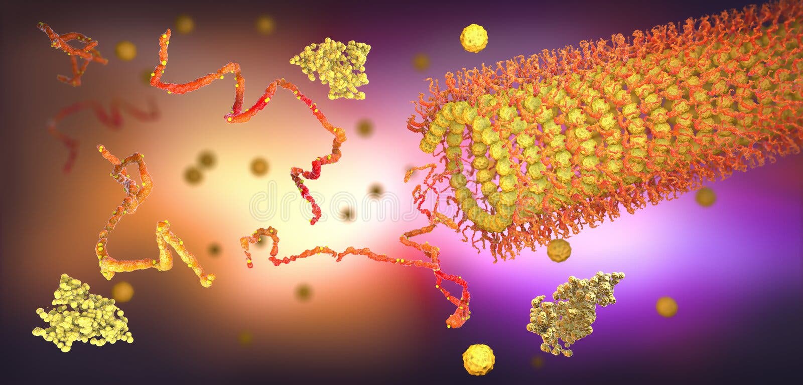 Protein enzymes fold into their structure to fulfill their function stock illustration
