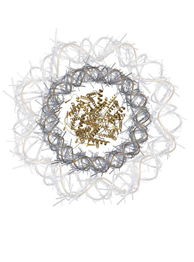 Protein molecule and dna stock illustration