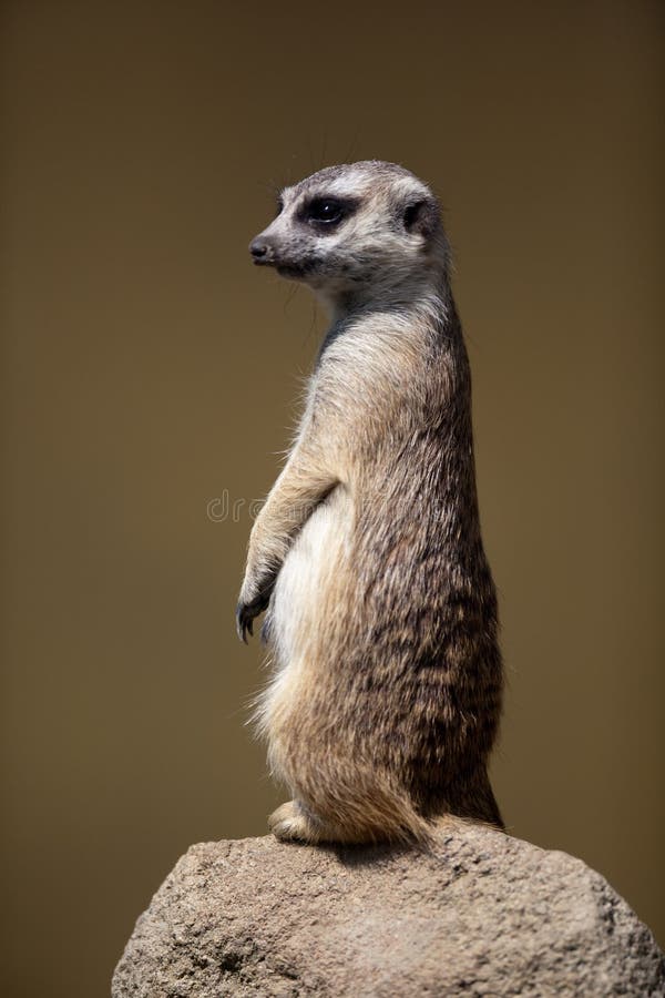 Protetor observador da posição do meerkat