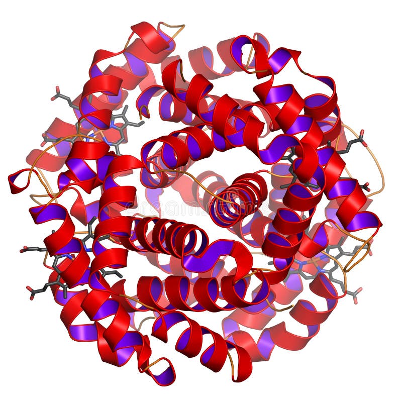 Hemoglobin or haemoglobin (frequently abbreviated as Hb) is what makes our blood colored red. It transports oxygen from the lungs to the cells and CO2 back from the cells to the lung. Here, the globular shape of the protein (this is why it is called hemoGLOBIN) is visible. The heme groups (containing iron that can bind oxygen or CO2) are shown as ball-and-stick model. Rendered in great detail on white background. Fog simulates depth. Modifications such as other colorings, less fog, or perspecive views are available on request. Hemoglobin or haemoglobin (frequently abbreviated as Hb) is what makes our blood colored red. It transports oxygen from the lungs to the cells and CO2 back from the cells to the lung. Here, the globular shape of the protein (this is why it is called hemoGLOBIN) is visible. The heme groups (containing iron that can bind oxygen or CO2) are shown as ball-and-stick model. Rendered in great detail on white background. Fog simulates depth. Modifications such as other colorings, less fog, or perspecive views are available on request.