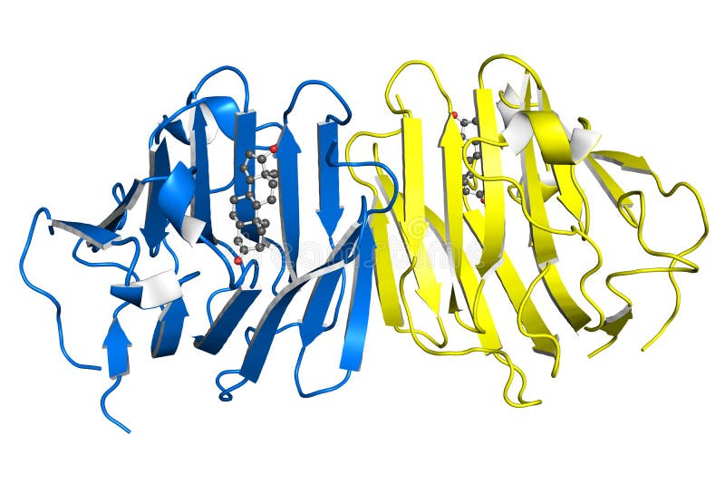Proteína Testosterona-obligatoria de la globulina