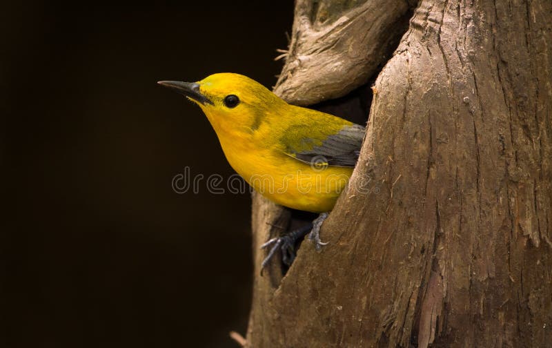 Prothonotary Warbler Yellow Bird in Nesting Cypress Cavity