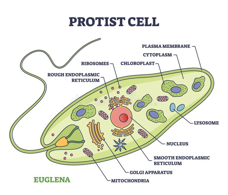 Protista Diagram