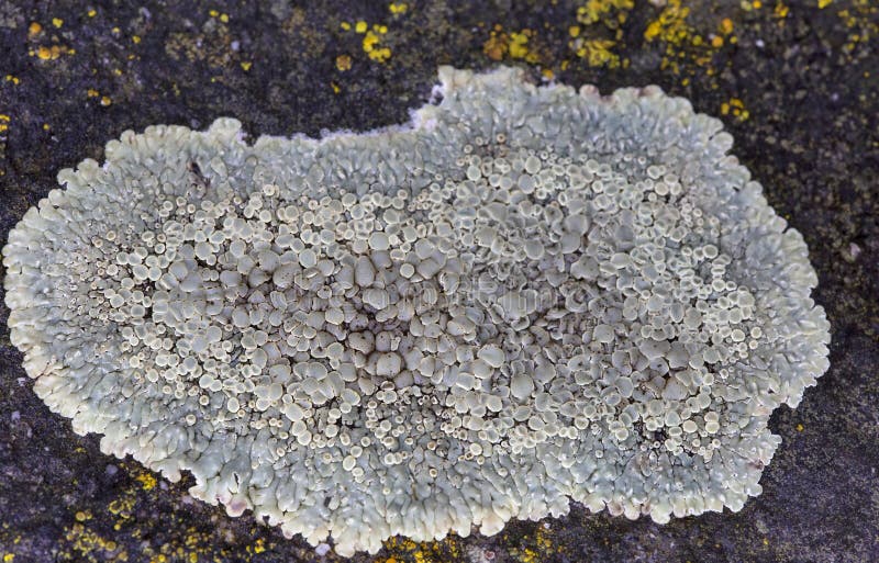 Protoparmeliopsis muralis is a waxy looking, pale yellowish green crustose lichen that usually grows in rosettes royalty free stock photos