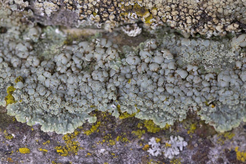 Protoparmeliopsis muralis is a waxy looking, pale yellowish green crustose lichen that usually grows in rosettes radiating from a center filled with disc-like yellowish-tan fruiting bodies