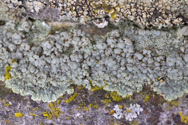 Protoparmeliopsis muralis is a waxy looking, pale yellowish green crustose lichen that usually grows in rosettes stock photography