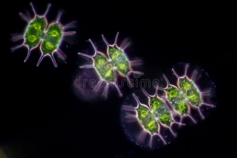 sympati beundre medlem Protozoa and Green Algae in Waste Water Under the Microscope. Stock Photo -  Image of microscope, flora: 209186056