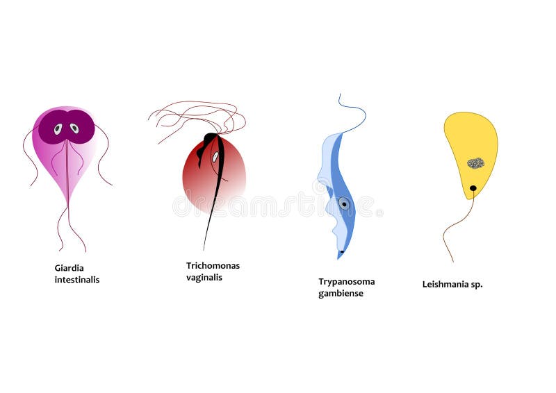 Protozoa Division Collection As Single Cell Eukaryote Biological Outline  Set Stock Vector - Illustration of magnification, primary: 246724111