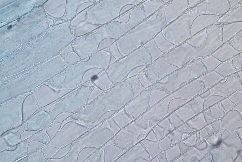 Protozoa and plant cells under the microscope for education. royalty free stock photo