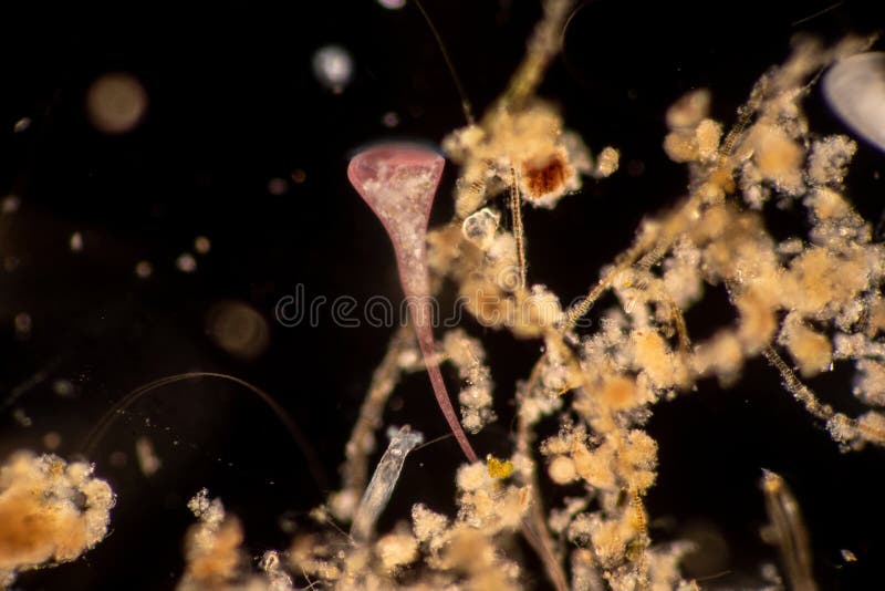 Protozoa and plant cells under the microscope for education. royalty free stock image