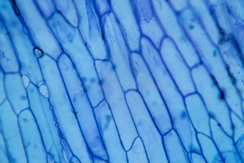 Protozoa and plant cells under the microscope for education. royalty free stock photography
