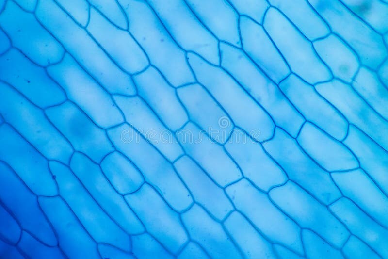 Protozoa and plant cells under the microscope for education. royalty free stock photo