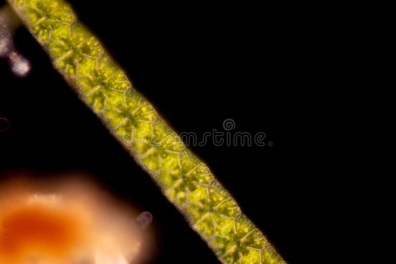 Protozoa and plant cells under the microscope for education. stock images