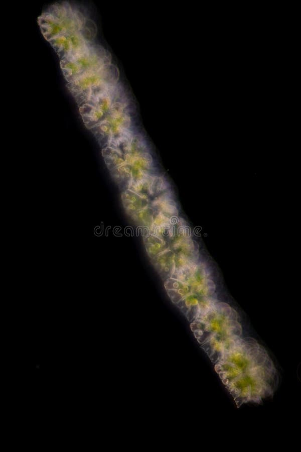 Protozoa and plant cells under the microscope for education. royalty free stock images