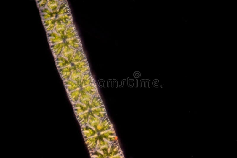 Protozoa and plant cells under the microscope for education. stock image