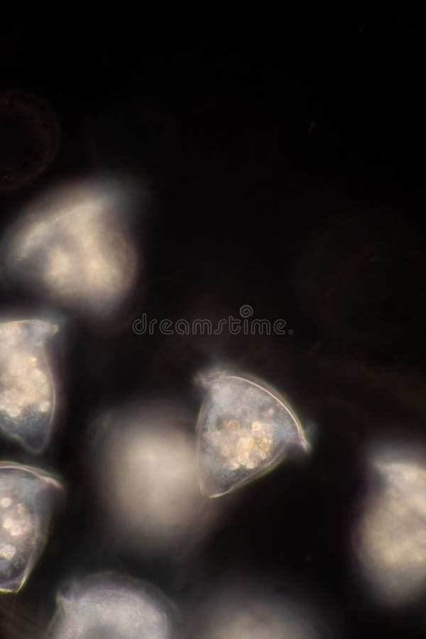 Protozoa and plant cells under the microscope for education. royalty free stock images