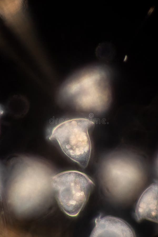 Protozoa and plant cells under the microscope for education. royalty free stock photo