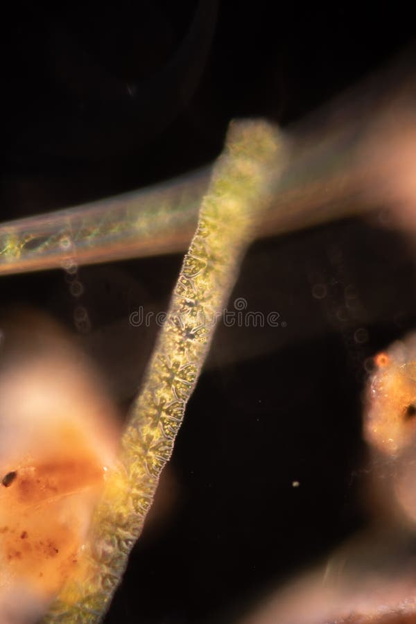 Protozoa and plant cells under the microscope for education. stock photography