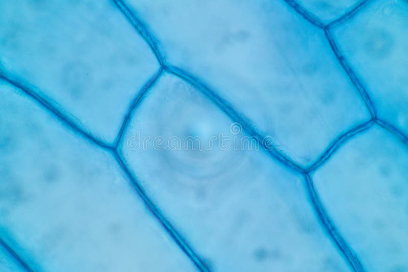 Protozoa and plant cells under the microscope for education. royalty free stock image