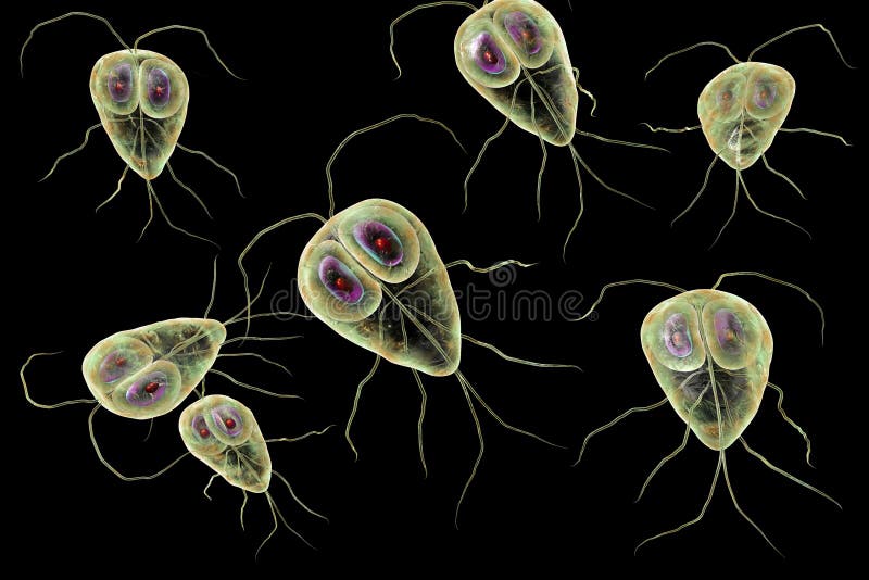 ﻿Tünetei Giardia gyermekeknél - putinelis.lt Giardiasis protozoa infection