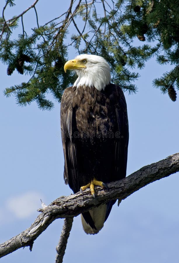 A wild parent Bald Eagle watching over its nest and the photographer. Found in abundance around the Gulf Islands of British Columbia, Canada. A wild parent Bald Eagle watching over its nest and the photographer. Found in abundance around the Gulf Islands of British Columbia, Canada.