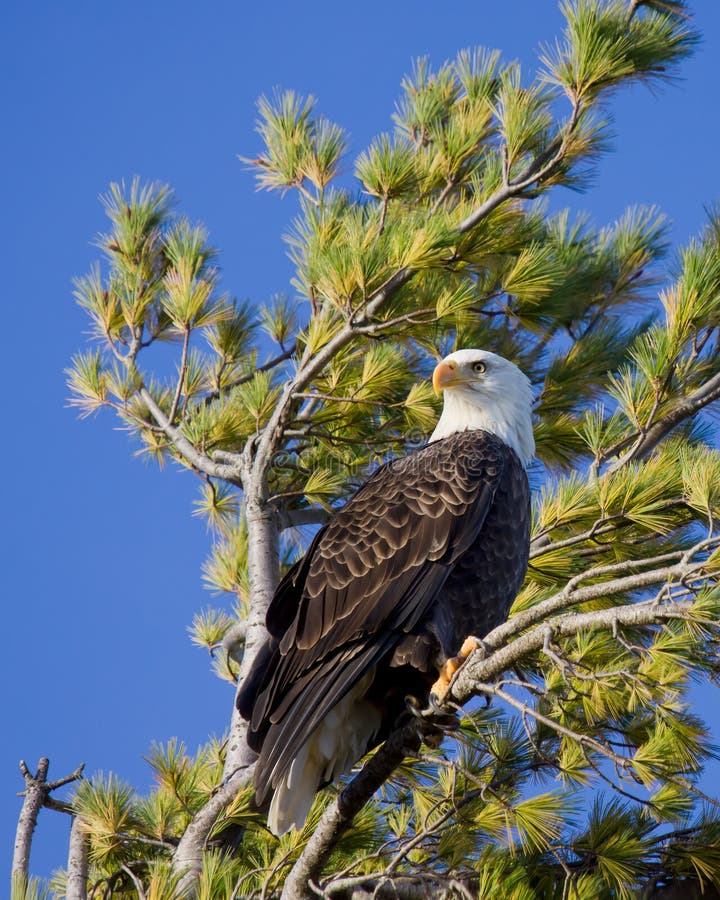 Bald eagle scans its territory while perched in a pine tree; blue sky background. Bald eagle scans its territory while perched in a pine tree; blue sky background