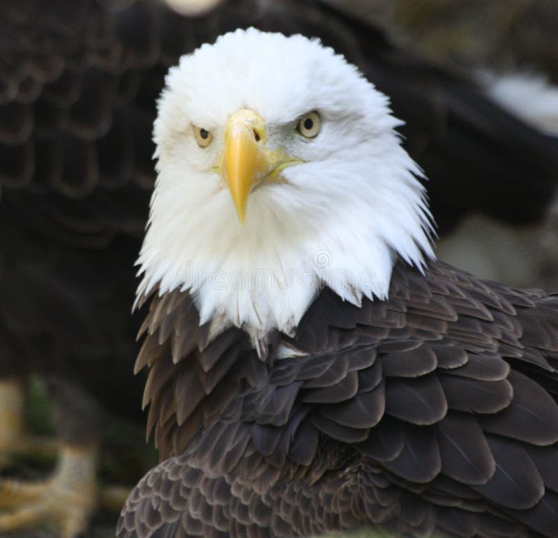 Bald Eagle in Homosassa State Park. Bald Eagle in Homosassa State Park