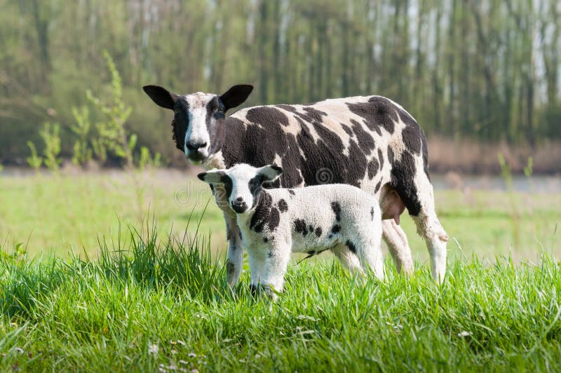 Proud ewe with her newborn lamb