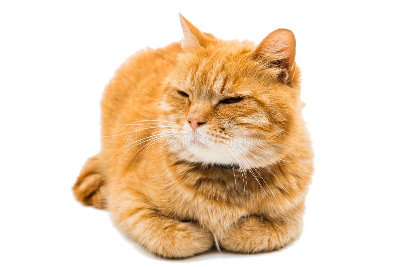 I am Ginger and Proud of it. Redhead Stereotypes Stock Image Image of