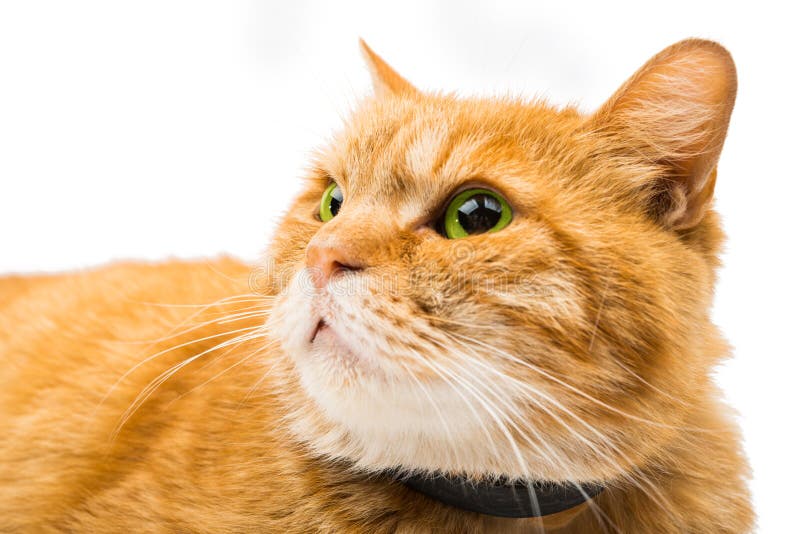 I am Ginger and Proud of it. Redhead Stereotypes. Redheads are Not Some