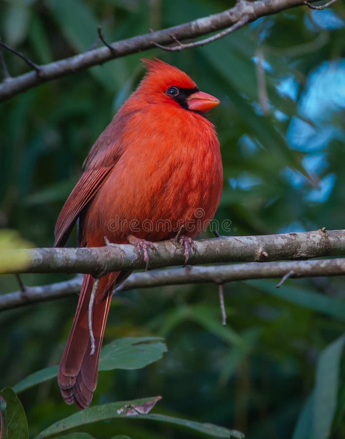 Male Northern Cardinal