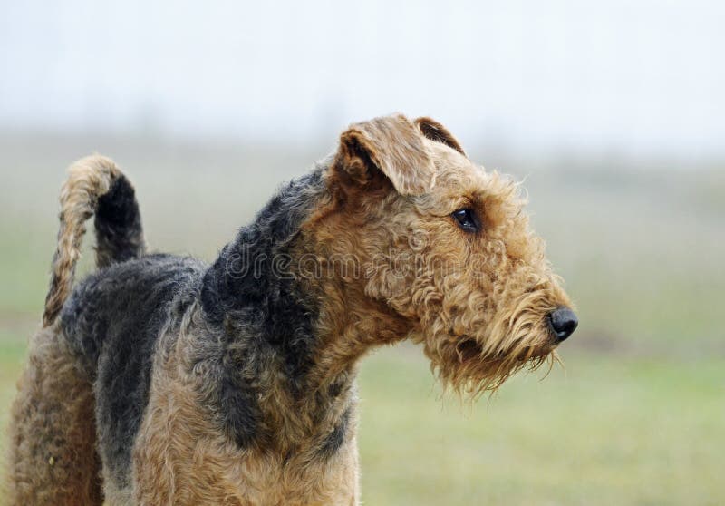 Proud pedigree show champion Airedale Terrier standing early morning mist stock photography Proud pedigree show champion Airedale Terrier standing early morning mist stock photography