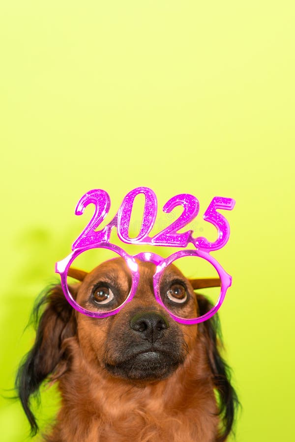 533 Funny Happy New Year 2025 Stock Photos Free & RoyaltyFree Stock Photos from Dreamstime