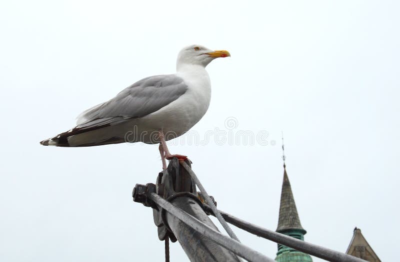 Proud seagull