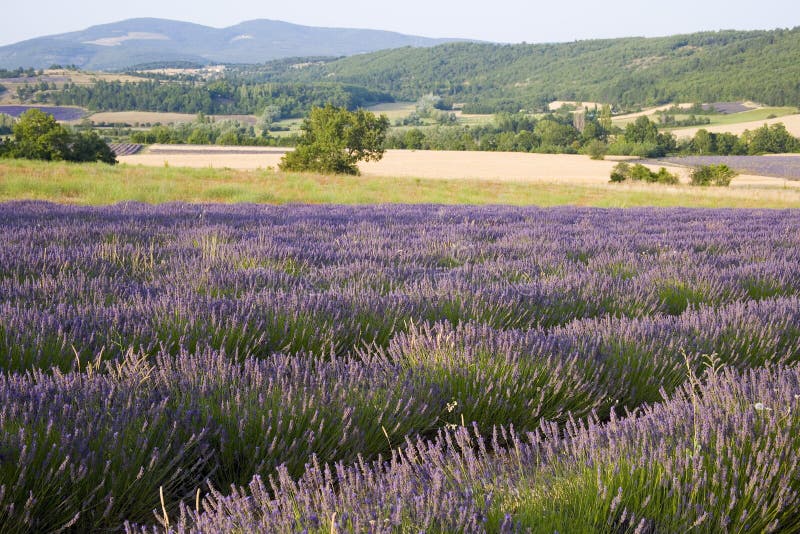 Provence