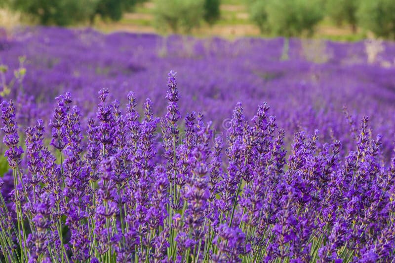 Provence, blühendes purpurrotes Lavendelfeld bei Valensole Frankreich