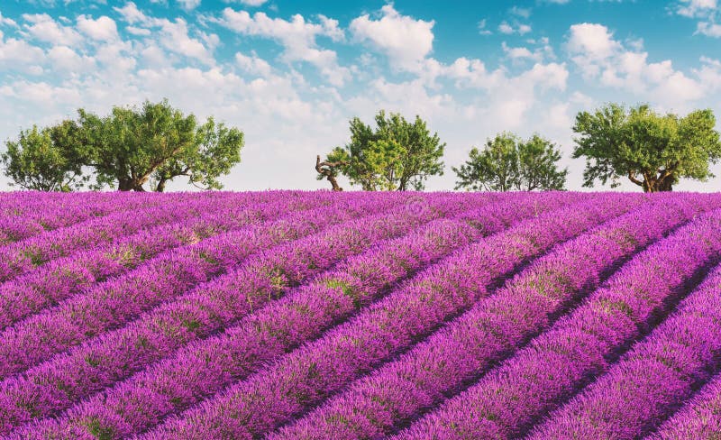 Provence lavendelfält med blå himmel och moln arkivbild Provence lavendelfält med blå himmel och moln arkivbild