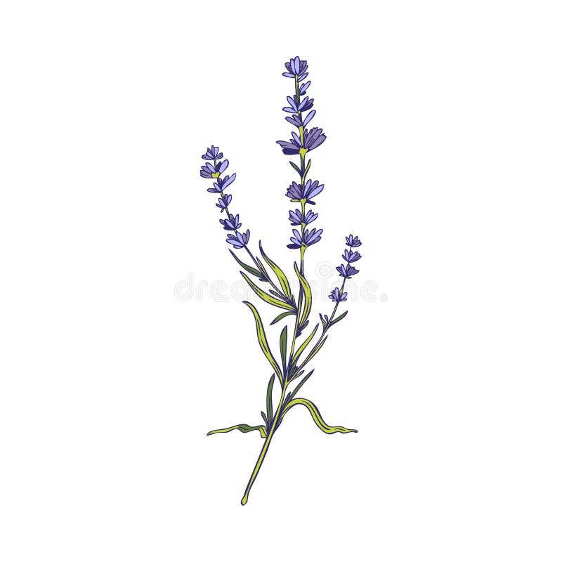 Provence Lavender Branch with Flowers and Leaves Hand Drawn Vector ...