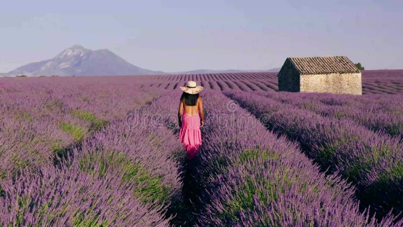 Provence lavender field france valensole plateau colorful field of lavender valensole proprovence söderut