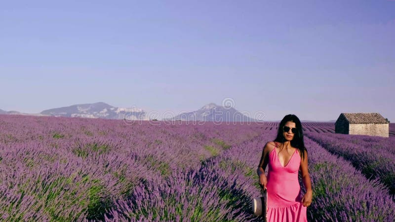 Provence lavender field france valensole plateau colorful field of lavender valensole proprovence söderut