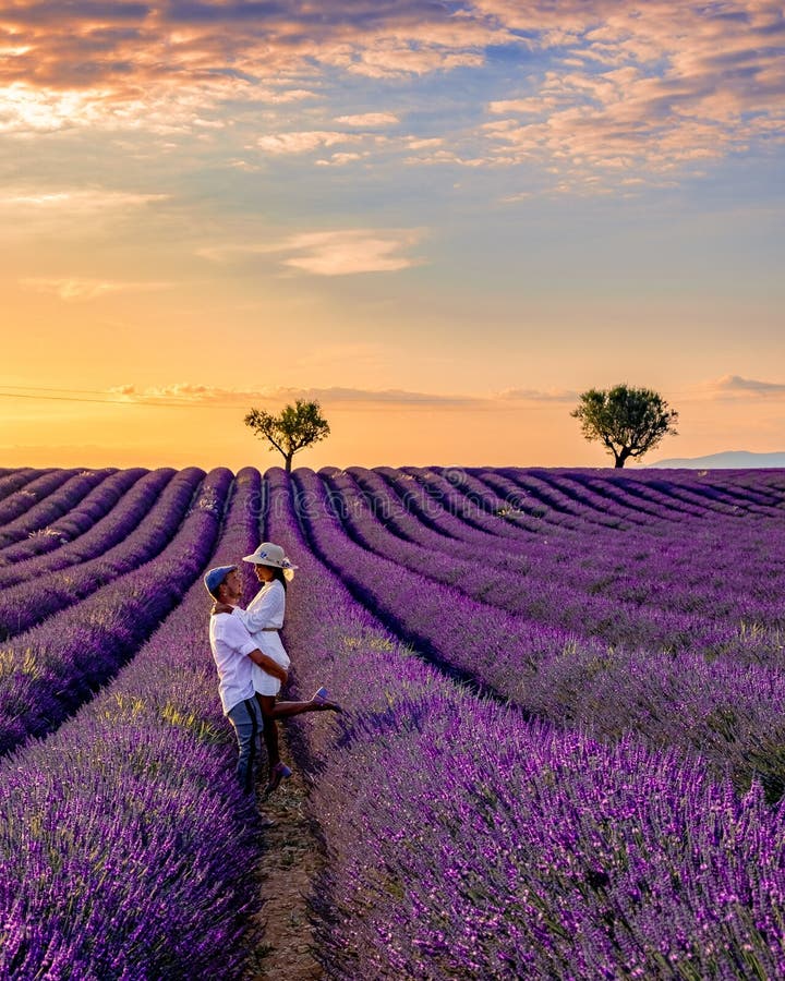 Provence Lavender Field At Sunset Valensole Plateau Provence France