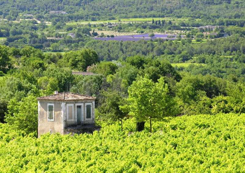 Provence vingårdar och lavendelfält royaltyfri fotografi