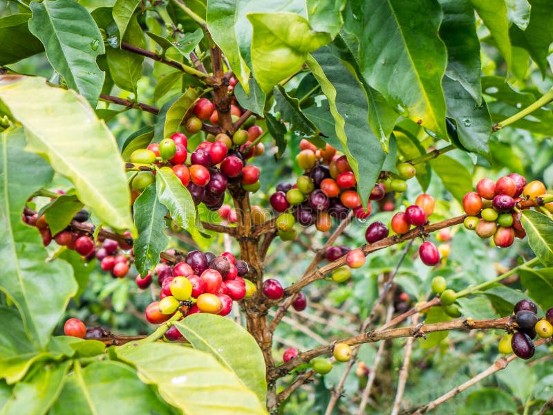 Kaffeebohne, Kaffeekirschen Oder Kaffeekirschen Auf Kaffeebaum, Nahe EL