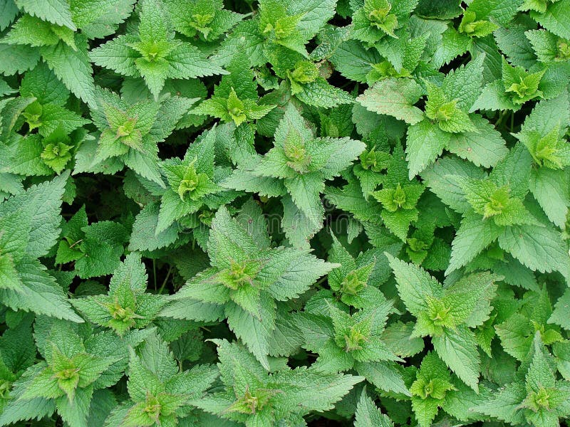 Urtiga fotografia de stock royalty free