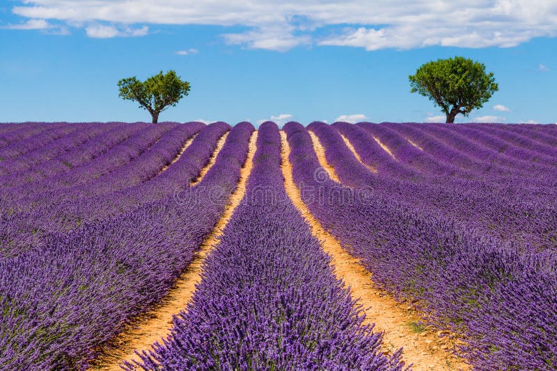 Provokation france. lavenderfält på valensolplatån. arkivbilder