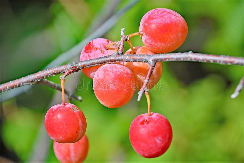 198 Prugne Selvatiche Foto Foto Stock Gratis E Royalty Free Da Dreamstime