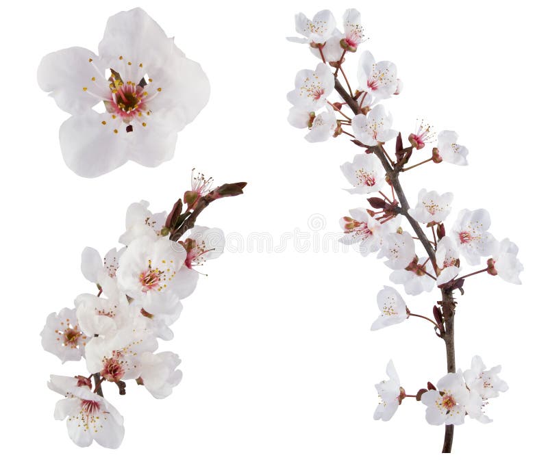 Pruim-boom bloemen. royalty-vrije stock foto Pruim-boom bloemen. royalty-vrije stock foto