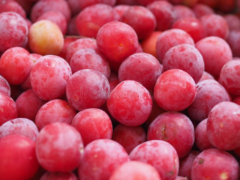 prune fruit download free prune fruit download free